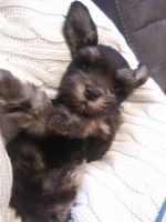 Schnauzer Puppies for sale in Centerville, IA 52544, USA. price: NA
