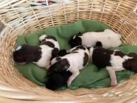 Schnauzer Puppies for sale in Casper, WY, USA. price: NA