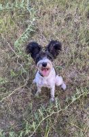 Schnauzer Puppies for sale in Clodine, TX 77469, USA. price: NA