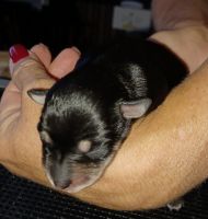 Schnauzer Puppies for sale in Catonsville, MD 21228, USA. price: NA