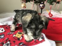Schnauzer Puppies for sale in Hot Springs, AR, USA. price: NA