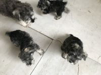 Schnauzer Puppies Photos