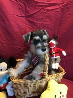 Schnauzer Puppies for sale in Clermont, FL, USA. price: NA
