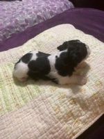 Schnauzer Puppies for sale in Whitehouse, TX 75791, USA. price: NA