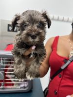 Schnauzer Puppies for sale in Miami, FL 33177, USA. price: NA