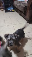 Schnauzer Puppies for sale in Baytown, TX, USA. price: NA