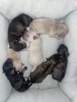 Schnauzer Puppies for sale in Thornton, CA 95686, USA. price: NA
