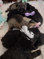 Schnauzer Puppies for sale in Roanoke, VA, USA. price: NA