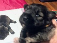 Schnauzer Puppies for sale in Hillsdale, MI, USA. price: NA