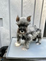 Schnauzer Puppies for sale in Tyler, TX, USA. price: NA