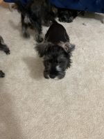 Schnauzer Puppies for sale in Hobart, IN, USA. price: NA