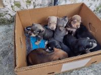 Schnauzer Puppies for sale in Miami, FL, USA. price: NA