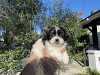 Schnauzer Puppies for sale in Whittier, CA, USA. price: NA