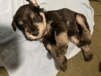 Schnauzer Puppies for sale in Tarpon Springs, FL, USA. price: NA
