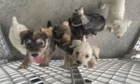 Schnauzer Puppies Photos