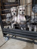 Schnauzer Puppies for sale in Las Vegas, NV, USA. price: NA