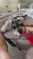 Schnauzer Puppies for sale in Jacksonville, NC, USA. price: NA