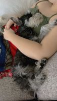 Schnauzer Puppies for sale in Jacksonville, NC, USA. price: NA