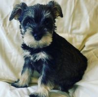 Schnauzer Puppies for sale in Long Island Ave, Deer Park, NY, USA. price: NA