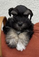 Schnauzer Puppies for sale in Grayson, KY 41143, USA. price: NA