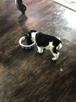 Schnauzer Puppies for sale in Sand Springs, OK, USA. price: NA