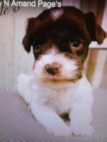 Schnauzer Puppies for sale in Quitman, TX 75783, USA. price: NA