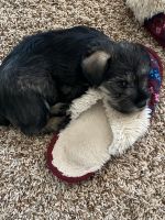 Schnauzer Puppies for sale in Preston, ID 83263, USA. price: NA