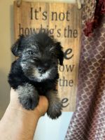 Schnauzer Puppies for sale in Fillmore, CA 93015, USA. price: NA