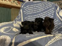 Schnauzer Puppies for sale in Jakin, GA 39861, USA. price: NA