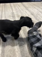Schnauzer Puppies for sale in Lawrenceville, GA, USA. price: NA