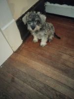 Schnauzer Puppies for sale in Akron, OH, USA. price: NA