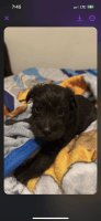 Schnauzer Puppies for sale in Cleburne, TX 76033, USA. price: NA