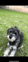 Schnauzer Puppies for sale in Pico Rivera, CA, USA. price: NA