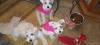 Schnauzer Puppies for sale in Lexington, OK 73051, USA. price: $800