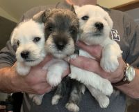 Schnauzer Puppies for sale in Bastrop, Texas. price: $650