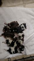 Schnauzer Puppies for sale in Longview, TX, USA. price: NA
