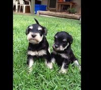 Schnauzer Puppies for sale in Jackson, MS, USA. price: NA