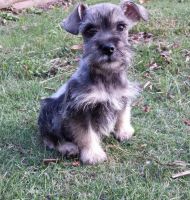 Schnauzer Puppies for sale in St Paul, MN, USA. price: NA