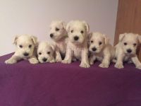 Schnauzer Puppies for sale in Huntsville, AL, USA. price: NA