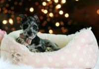 Schnauzer Puppies for sale in Fort Lauderdale, FL, USA. price: NA