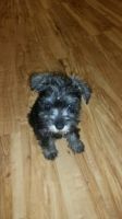 Schnauzer Puppies for sale in Anchorage, AK, USA. price: NA