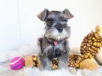 Schnauzer Puppies for sale in Denver, CO, USA. price: NA
