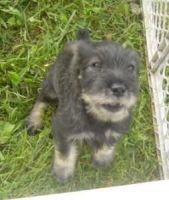 Schnauzer Puppies for sale in South Bend, IN, USA. price: NA