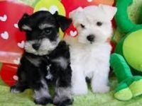 Schnauzer Puppies for sale in Colorado Springs, CO, USA. price: NA