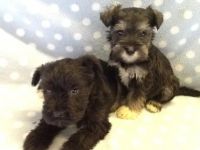 Schnauzer Puppies for sale in Spreckels, CA 93908, USA. price: NA