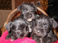 Schnauzer Puppies for sale in Dallas, TX, USA. price: NA