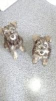 Schnauzer Puppies for sale in El Paso, TX, USA. price: NA