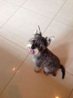 Schnauzer Puppies for sale in East Los Angeles, CA, USA. price: NA