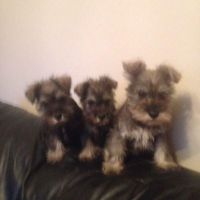 Schnauzer Puppies for sale in East Los Angeles, CA, USA. price: NA