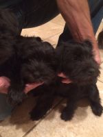 Schnauzer Puppies for sale in Hot Springs, AR, USA. price: NA